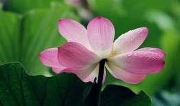 荷花最近爆料视频大全,精彩瞬间尽收眼底