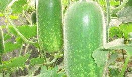 快乐网红吃瓜图片大全,快乐美食图鉴