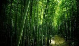 常绿干部爆料视频最新版,揭秘权力背后的真相与挑战