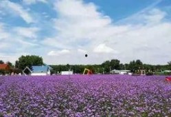 太原花海爆料最新消息,繁花似锦，游人如织，共赏春日美景