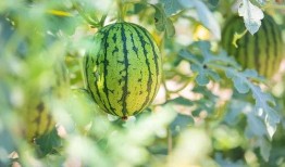 四川免费吃瓜的地方,四川免费吃瓜胜地大盘点