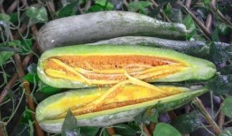 网红吃瓜在哪买,揭秘热门网红瓜源购买攻略