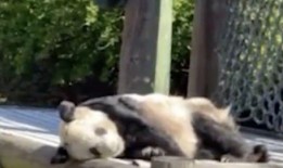 娱乐圈爆料熊猫的是谁啊,娱乐圈爆料熊猫背后的神秘人物