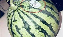网红吃瓜在哪吃,揭秘热门“瓜地”美食之旅