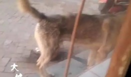 野狗爆料饺子视频,揭秘幕后真相与精彩瞬间