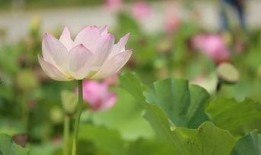 荷花最近爆料视频大全,精彩瞬间尽收眼底