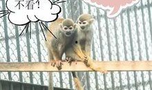 今日动物爆料新闻,今日动物爆料新闻聚焦奇闻异事