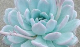 多肉爆料视频大全,揭秘爆款视频背后的多肉世界