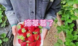 今日爆料草莓