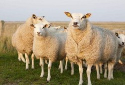 妖怪爆料三只羊内幕新闻,妖怪独家爆料